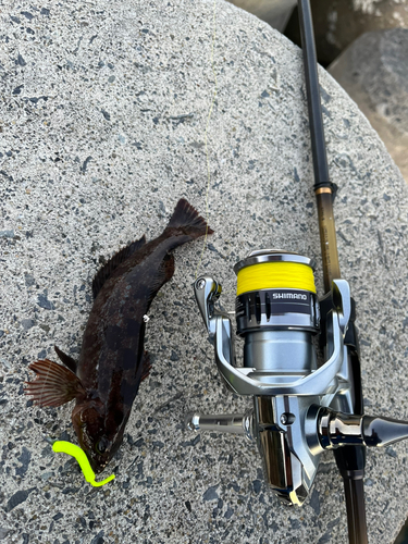 アイナメの釣果