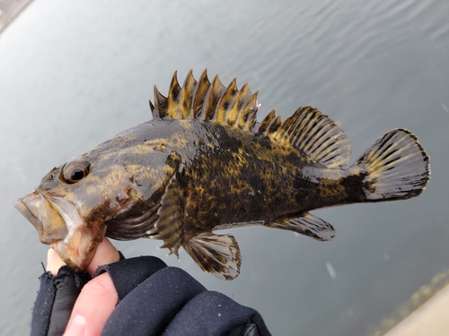 ベッコウゾイの釣果