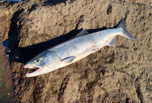 アキアジの釣果