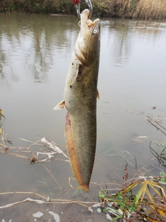 ナマズの釣果