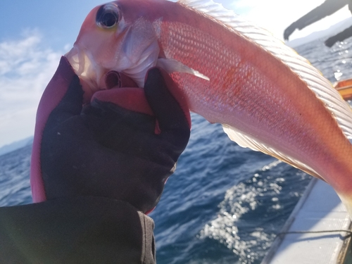 アマダイの釣果