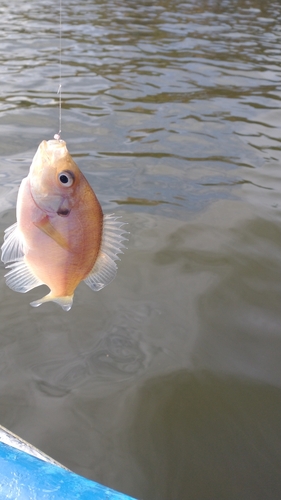 ワカサギの釣果