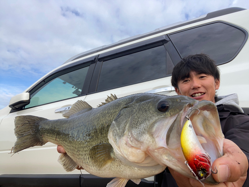 ラージマウスバスの釣果