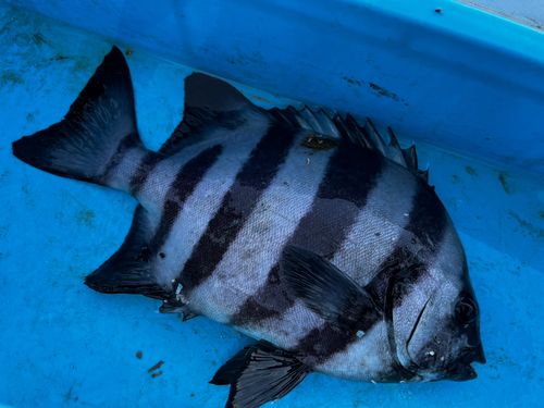 イシダイの釣果