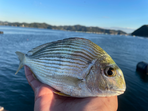 ヘダイの釣果