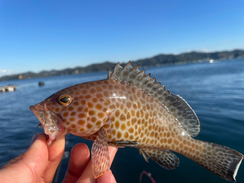 オオモンハタの釣果