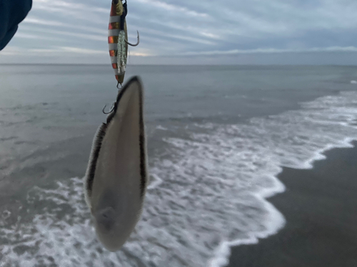 シタビラメの釣果