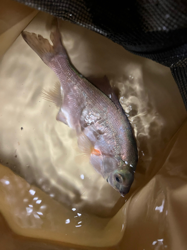 ウミタナゴの釣果