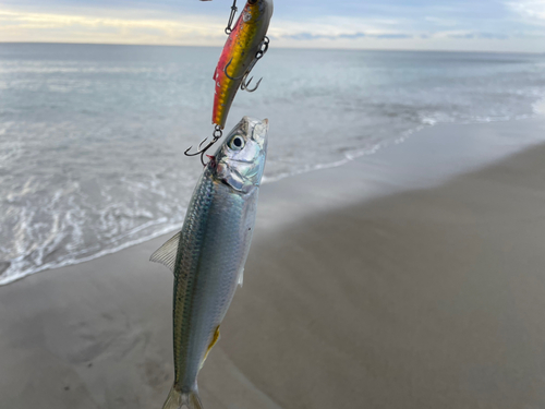 カタボシイワシの釣果