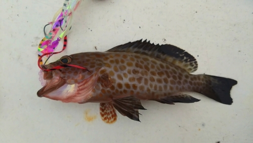 オオモンハタの釣果