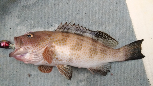 オオモンハタの釣果