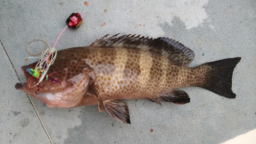 オオモンハタの釣果