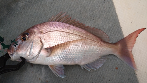 マダイの釣果