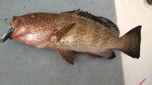 オオモンハタの釣果