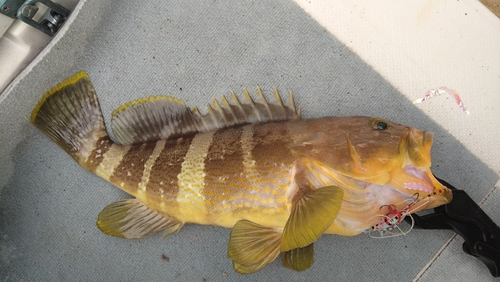 アオハタの釣果