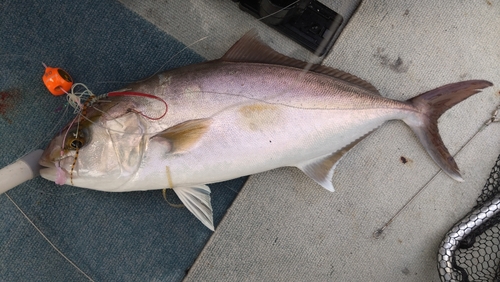 ショゴの釣果