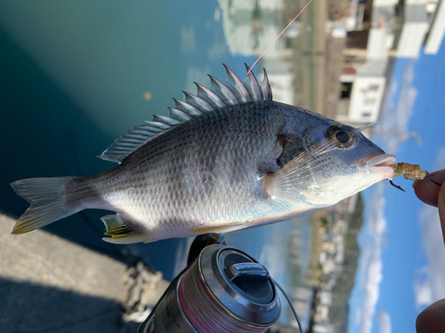 キビレの釣果