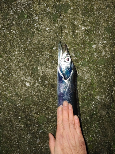 タチウオの釣果