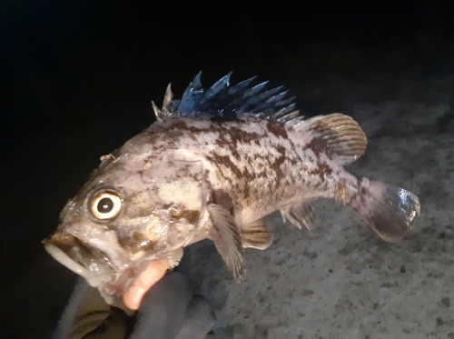 クロソイの釣果