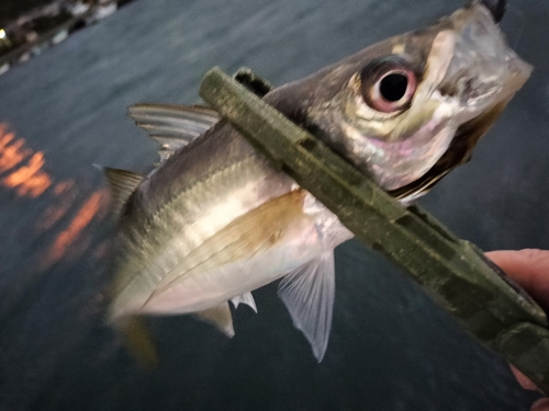 マアジの釣果