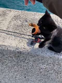 ネンブツダイの釣果