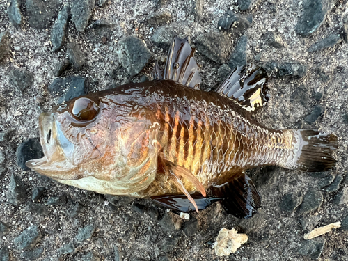 クロイシモチの釣果