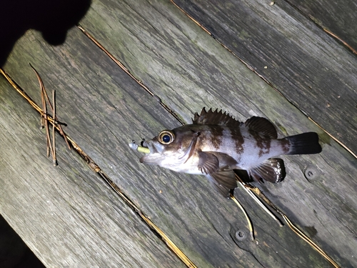 メバルの釣果