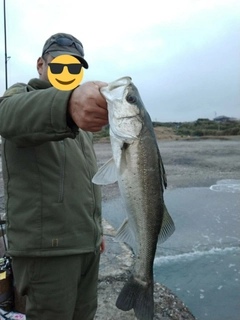 フッコ（マルスズキ）の釣果