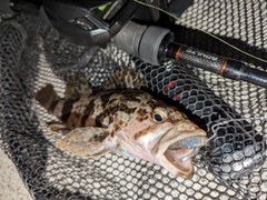 タケノコメバルの釣果