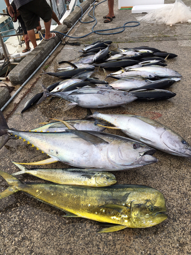 キハダマグロの釣果