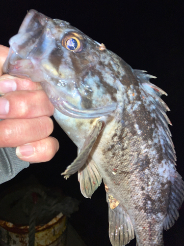 クロソイの釣果