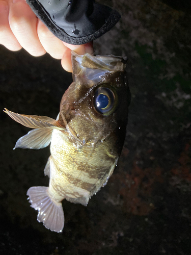 シロメバルの釣果