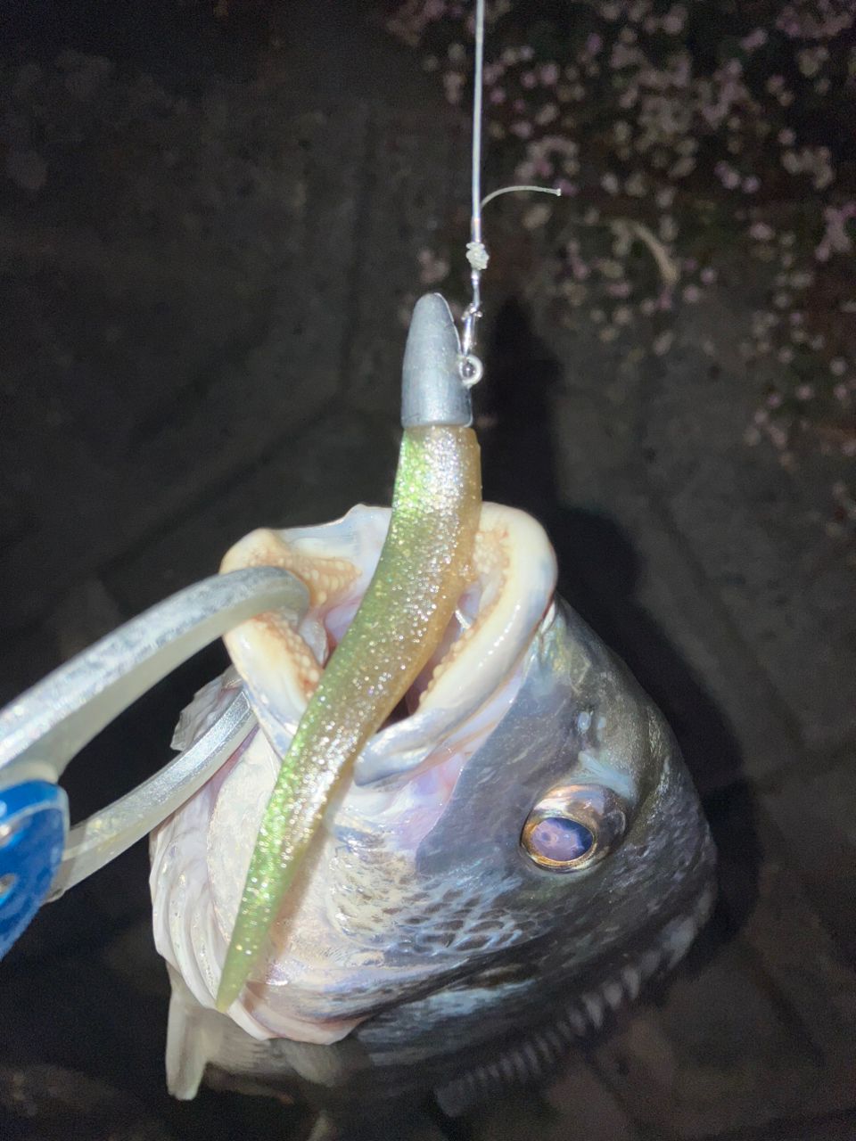 キビレ