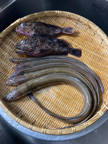 アナゴの釣果