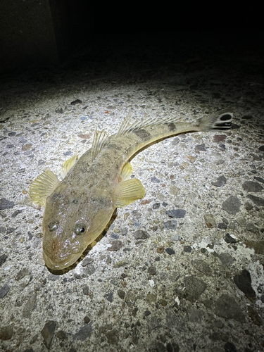 コチの釣果