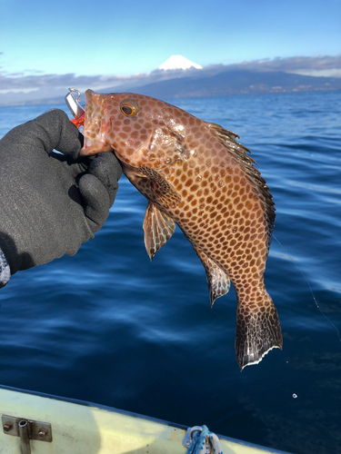 オオモンハタの釣果