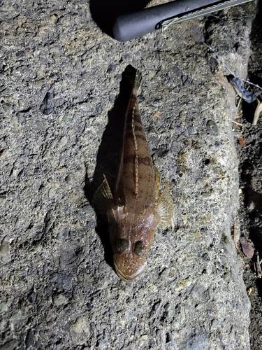 ワニゴチの釣果