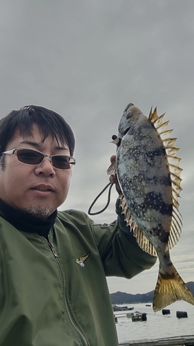 アイゴの釣果