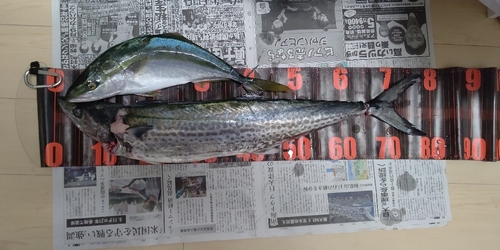 サワラの釣果