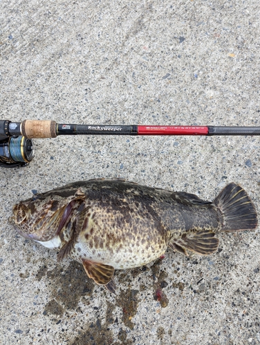 ベッコウゾイの釣果