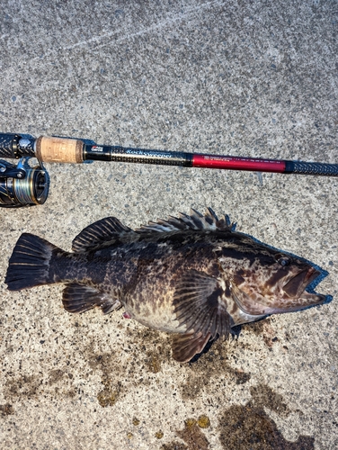 ベッコウゾイの釣果