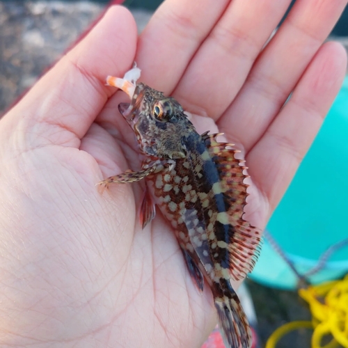 カサゴの釣果