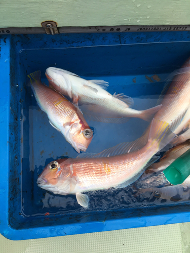 アマダイの釣果