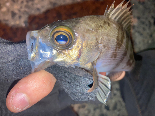 メバルの釣果