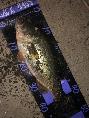 ブラックバスの釣果