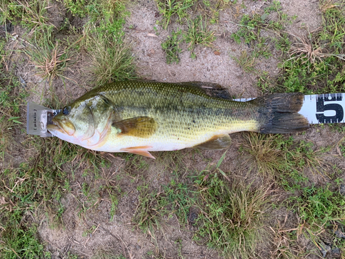 ブラックバスの釣果