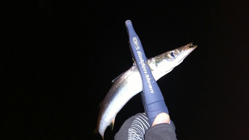 カマスの釣果