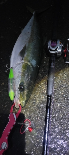 ワラサの釣果