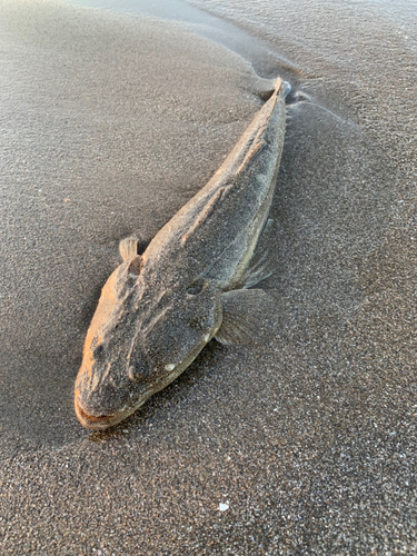 マゴチの釣果