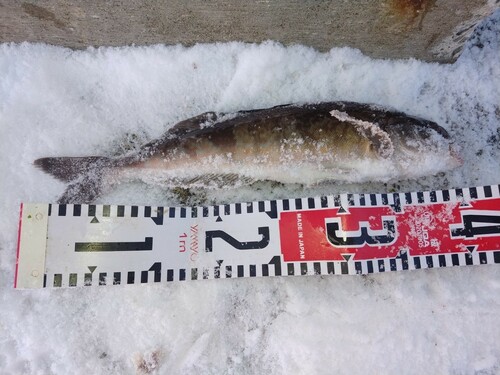 ホッケの釣果